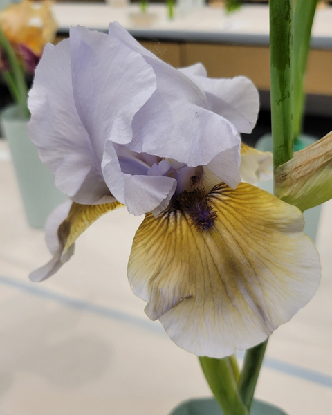 Blackbeard's daughter